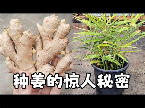 老薑種植盆栽